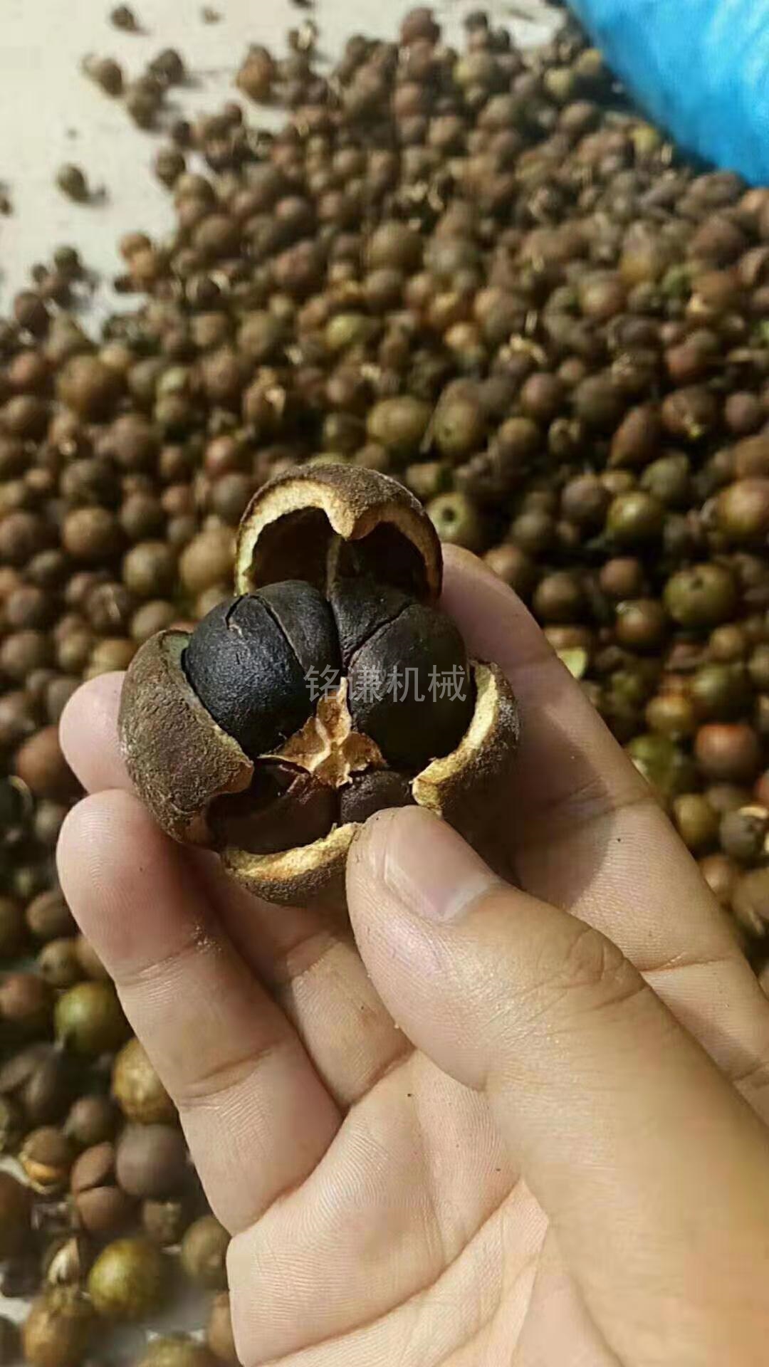 調試茶籽原材料